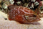 Image result for "epinephelus Cruentatus". Size: 148 x 100. Source: www.masterfisch.fr