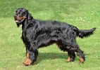 Image result for Gordon Setter. Size: 142 x 100. Source: www.thesprucepets.com