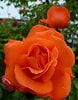 Risultato immagine per Orange Rose Bush. Dimensioni: 78 x 100. Fonte: www.pinterest.com
