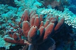 Image result for "rissoa Porifera". Size: 150 x 100. Source: es.wikipedia.org