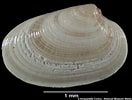 Image result for "tellina Pygmaea". Size: 132 x 100. Source: naturalhistory.museumwales.ac.uk