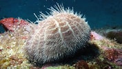 Image result for "lucilla Echinus". Size: 177 x 100. Source: pics.alphacoders.com