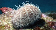 Image result for "echinus Elegans". Size: 186 x 100. Source: pics.alphacoders.com