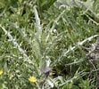 Image result for "pseudochirella Spinosa". Size: 111 x 100. Source: it.dreamstime.com