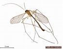 Image result for Bolitaenidae. Size: 130 x 100. Source: v3.boldsystems.org