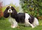 Image result for Cavalier King Charles Spaniel. Size: 137 x 100. Source: www.pupvine.com