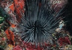 Afbeeldingsresultaten voor Diadema antillarum. Grootte: 144 x 100. Bron: reeflifesurvey.com