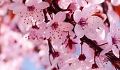 Bildergebnis für cerezos en flor Sakura. Größe: 172 x 100. Quelle: ornamentalis.com
