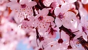 Image result for cerezos en flor Sakura. Size: 174 x 100. Source: ornamentalis.com