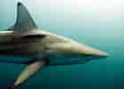 Adult Blacktip Shark 的图像结果.大小：140 x 100。 资料来源：www.pinterest.co.uk