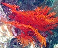 Image result for Fire Coral Species. Size: 121 x 100. Source: epadigestive.weebly.com