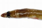 Image result for Echelus myrus Geslacht. Size: 148 x 100. Source: www.ilmaredamare.com