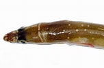 Image result for Echelus myrus Familie. Size: 152 x 100. Source: www.ilmaredamare.com