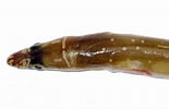 Image result for "echelus Myrus". Size: 155 x 100. Source: www.ilmaredamare.com