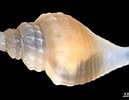 Image result for "oenopota Rufa". Size: 129 x 100. Source: www.marinespecies.org
