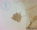 Afbeeldingsresultaten voor "acanthostaurus Conacanthus". Grootte: 126 x 100. Bron: szn.i.hosei.ac.jp