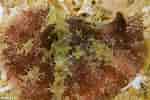Image result for "lamellaria Perspicua". Size: 150 x 100. Source: www.cibsub.cat