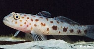 Image result for Leopard-spotted goby. Size: 191 x 100. Source: www.uk-fish.info