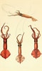 Image result for Mastigoteuthis Anatomie. Size: 59 x 100. Source: www.pinterest.com
