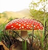 Amanita Mushroom ਲਈ ਪ੍ਰਤੀਬਿੰਬ ਨਤੀਜਾ. ਆਕਾਰ: 96 x 100. ਸਰੋਤ: foragerchef.com