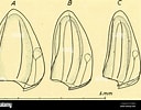 Image result for "lensia Subtiloides". Size: 128 x 100. Source: www.alamy.com