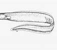 Image result for Simenchelys parasitica Geslacht. Size: 113 x 100. Source: www.fishbase.se