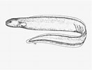 Image result for Simenchelys parasitica. Size: 132 x 100. Source: www.fishbase.se