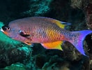 Image result for Clepticus parrae. Size: 132 x 100. Source: reefguide.org
