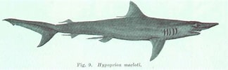 Image result for "carcharhinus Macloti". Size: 324 x 100. Source: www.fishbiosystem.ru