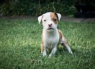 Image result for Pitbull American Terrier. Size: 138 x 100. Source: www.thesprucepets.com