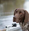 Bilderesultat for Jakt Labrador retriever. Størrelse: 94 x 100. Kilde: www.pinterest.se
