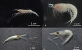Image result for Thysanopoda pectinata Geslacht. Size: 164 x 100. Source: www.researchgate.net
