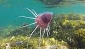 Afbeeldingsresultaten voor Helmet Jellyfish. Grootte: 175 x 100. Bron: www.inaturalist.org