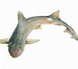 Afbeeldingsresultaten voor "mustelus Lenticulatus". Grootte: 113 x 100. Bron: www.sharkwater.com