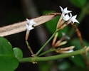 Image result for "mysidopsis Bispinosa". Size: 125 x 100. Source: www.zimbabweflora.co.zw