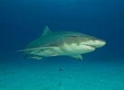 Afbeeldingsresultaten voor Lemon Shark Size. Grootte: 137 x 100. Bron: www.thoughtco.com