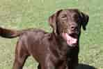 Image result for Labrador Retriever. Size: 148 x 100. Source: www.askideas.com