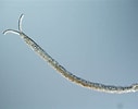 Afbeeldingsresultaten voor "protodriloides Chaetifer". Grootte: 127 x 100. Bron: www.biology.tohoku.ac.jp