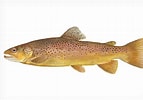 Image result for Brown Trout Fish. Size: 143 x 100. Source: www.flyfisherman.com