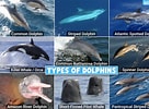 Image result for Bottlenose Dolphin family. Size: 136 x 100. Source: www.activewild.com