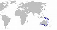 Image result for Sierlijke bakerhaai Geslacht. Size: 186 x 100. Source: nl.wikipedia.org