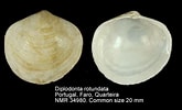 Image result for "diplodonta Rotundata". Size: 165 x 100. Source: www.marinespecies.org