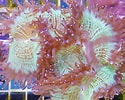 Image result for Catalaphyllia Feiten. Size: 125 x 100. Source: nemo-aquaristik.de