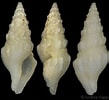 Image result for "typhlomangelia Nivalis". Size: 109 x 100. Source: www.gastropods.com