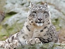 Snow Leopard के लिए छवि परिणाम. आकार: 133 x 100. स्रोत: commons.wikimedia.org