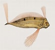 Image result for "trachipterus Trachypterus". Size: 109 x 100. Source: fineartamerica.com