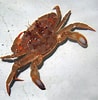 Image result for "liocarcinus Depurator". Size: 98 x 100. Source: www.beachexplorer.org