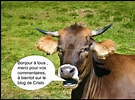 Image result for vache Humour. Size: 135 x 100. Source: humourge.blogspot.com