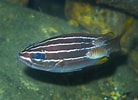 Image result for Parapristipoma Anatomie. Size: 138 x 100. Source: reeflifesurvey.com