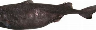 Afbeeldingsresultaten voor "etmopterus Unicolor". Grootte: 320 x 75. Bron: shark-references.com